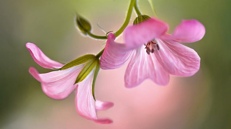 Pink Geranium, flowers, close up, pink, macro, HD wallpaper