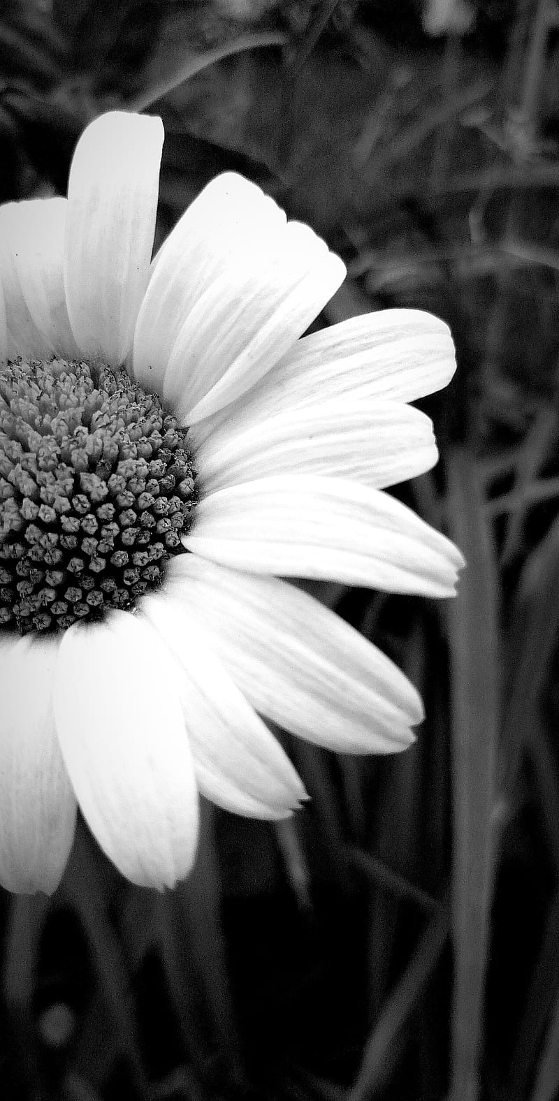 Papatya , black, daisy, flowers, black, white, HD phone wallpaper