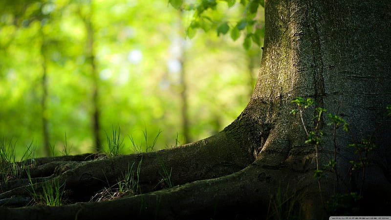 Tree trunk and roots, forest, tree, green, root, , nature, HD wallpaper