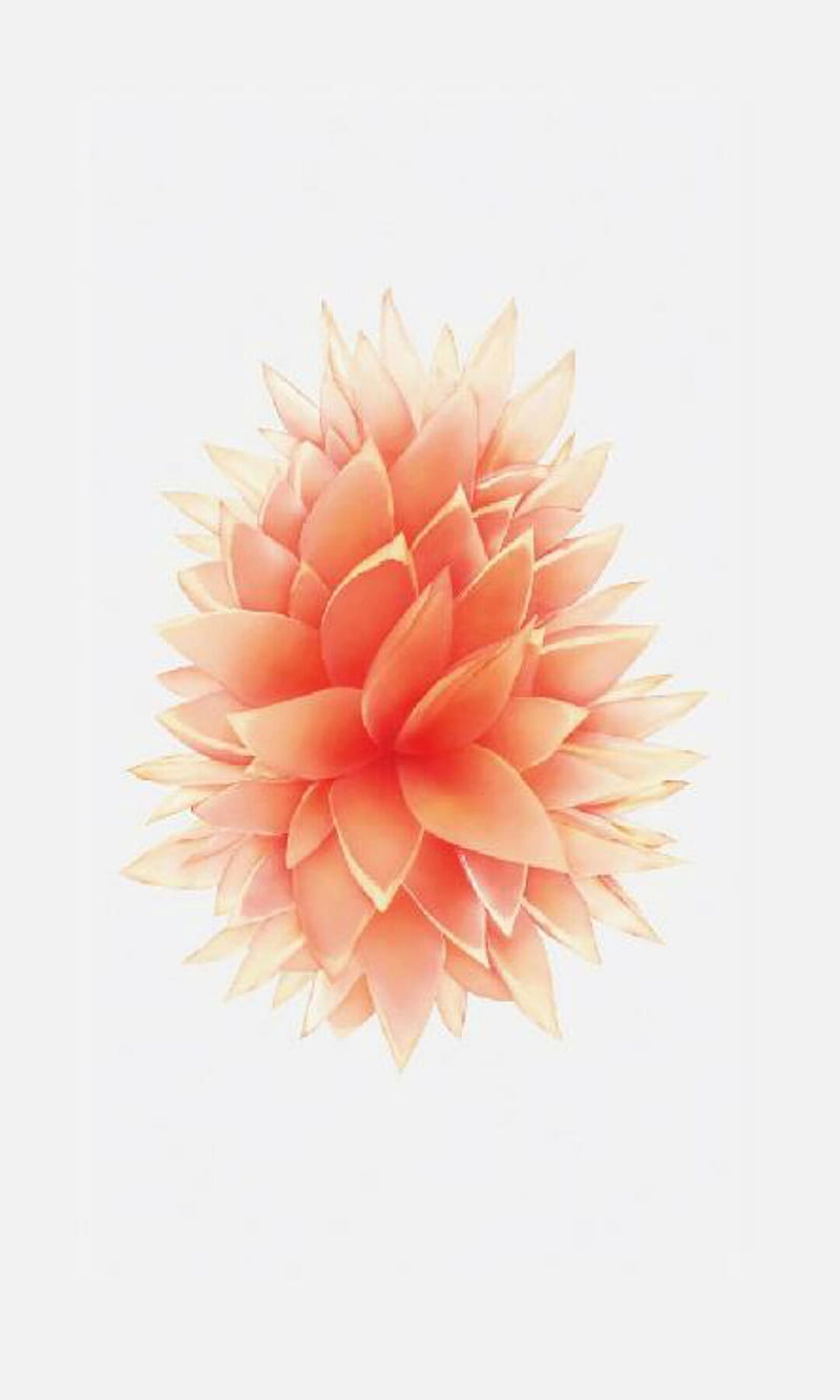 iphone default wallpaper flower