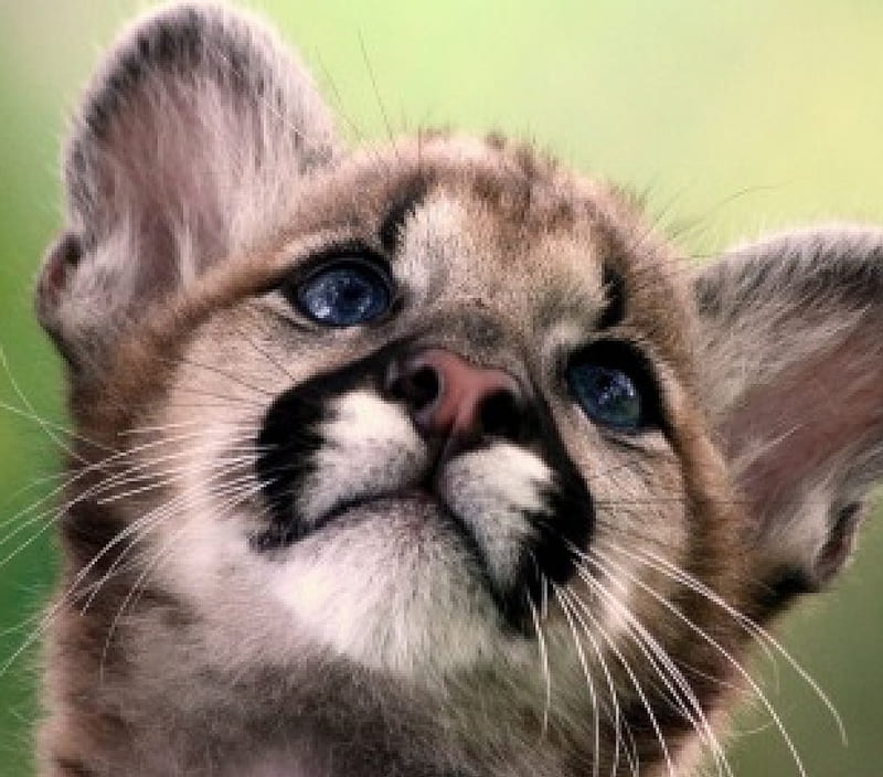Cougar Cub Cub Cute Cat Cougar Hd Wallpaper Peakpx