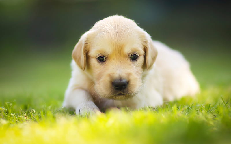 small labrador, cute animals, white puppy, small dog, green grass Labrador Retriever, HD wallpaper