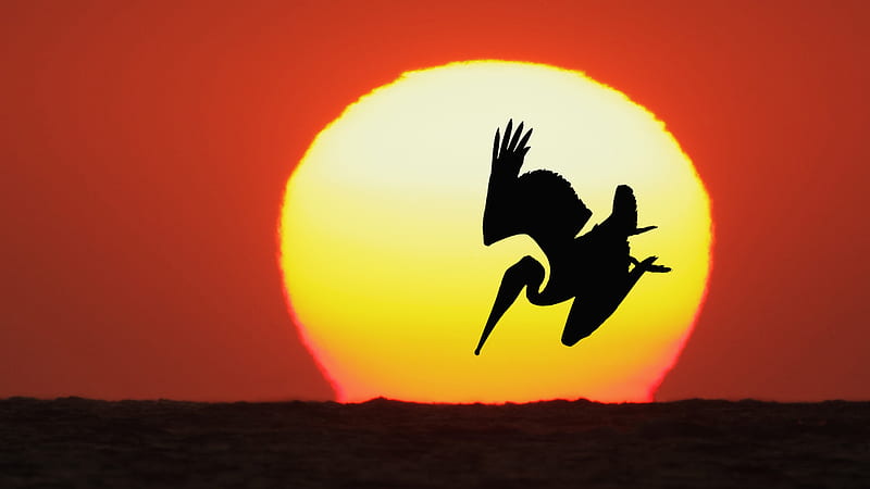The Sun Pelican, oceans, sun, orange, yellow, huntig, sundown, nice, pelicans, gold, sunrise, pelican, wings, , life, golden, birds, black, oceanscape, sky, water, birdscape, cool, awesome, seascape, hop, hunter, red, brown, circel, bonito, sea, graphy, sunsets, hunt, hot, animals stars, amazing, colors, maroon, wildlife, silhoette, nature, HD wallpaper