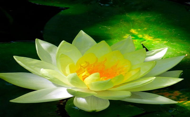 Golden Yellow Lotus, lotus, flower, yellow, nature, light, HD wallpaper