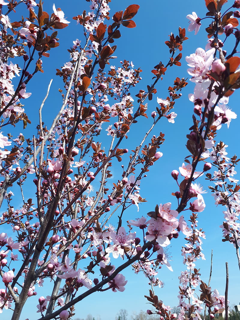 sakura, flowers, branches, blooms, pink, delicate, HD phone wallpaper