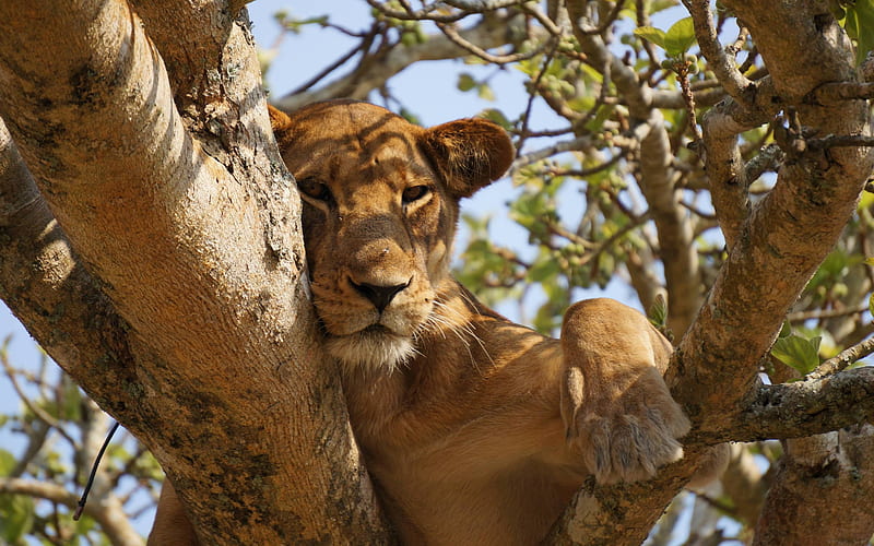 Lioness in Serengeti Reserve, tree, lioness, reserve, animal, HD wallpaper