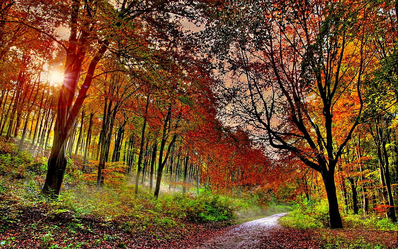 AUTUMN FOREST TRAIL, forest, autumn, trail, path, nature, HD wallpaper ...