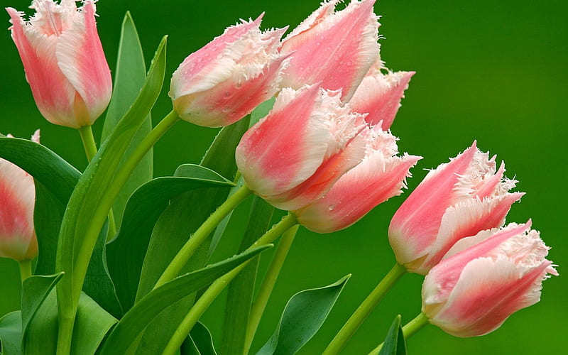 Pink Ruffled Tulips, ruffled, flowers, nature, pastel, tulips, pink, HD wallpaper
