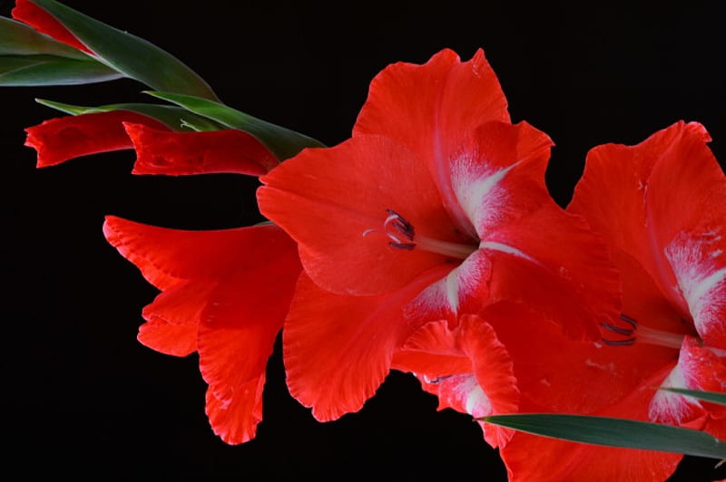 Red Gladiolus, red, flowers, gladiolus, macro, HD wallpaper
