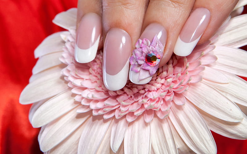 Gerbera and Fingernails, pretty, flower, gerbera, fingernails, HD wallpaper
