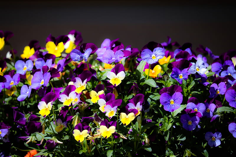 Viola, flor, flores, jardín, naturaleza, ohsnapgraphy, el aire libre,  violeta, Fondo de pantalla HD | Peakpx