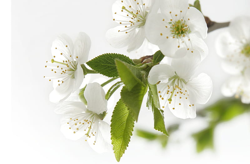 Pure Spring ~~, new season, wonder, floral, green, bright, siempre,  flowers, HD wallpaper | Peakpx