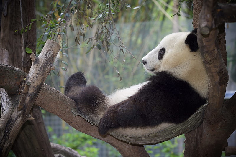 Panda bear, panda, cute, sleep, bear, black, funny, white, HD wallpaper |  Peakpx