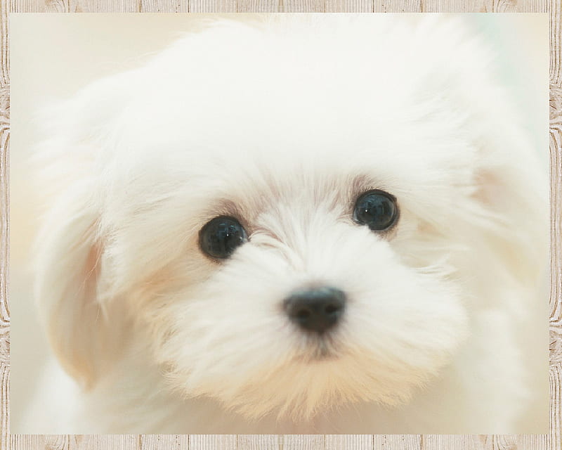 Danielle, dog, puppy, HD wallpaper