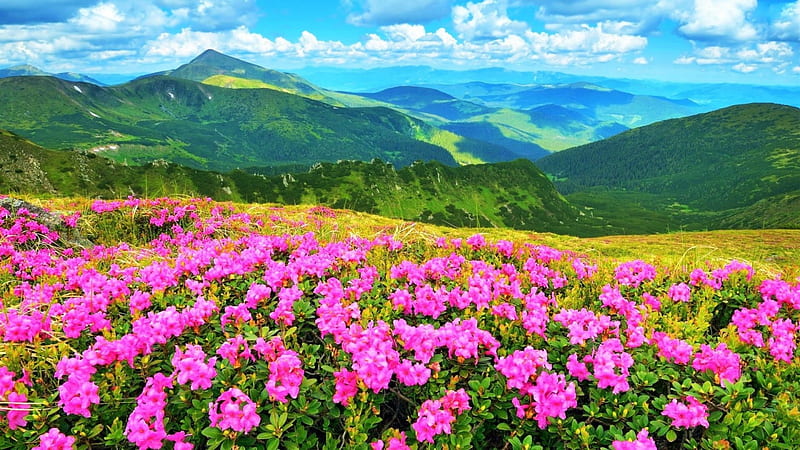 WILD FLOWERS, pink flowers, splendor, mountains, nature, bonito, sky, meadow, landscape, HD wallpaper