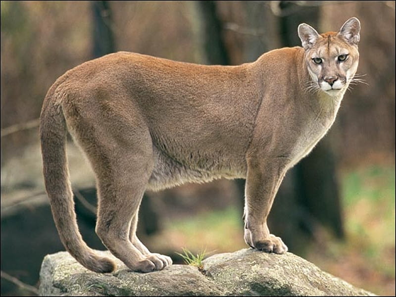 Cougar, nature, animals, HD wallpaper