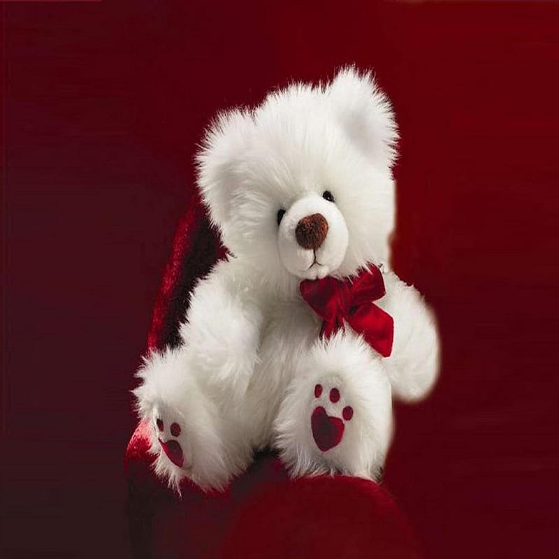 White teddy bear, bonito, cute, look, nice, HD phone wallpaper