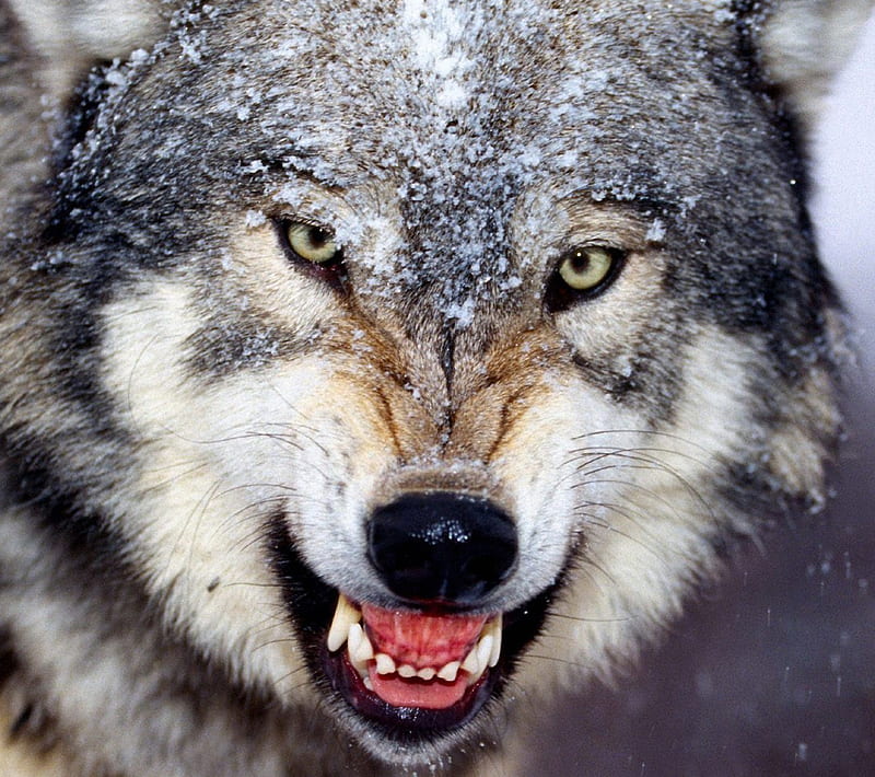 WOLF, angry, gray, snow, teeth, white, wild, HD wallpaper