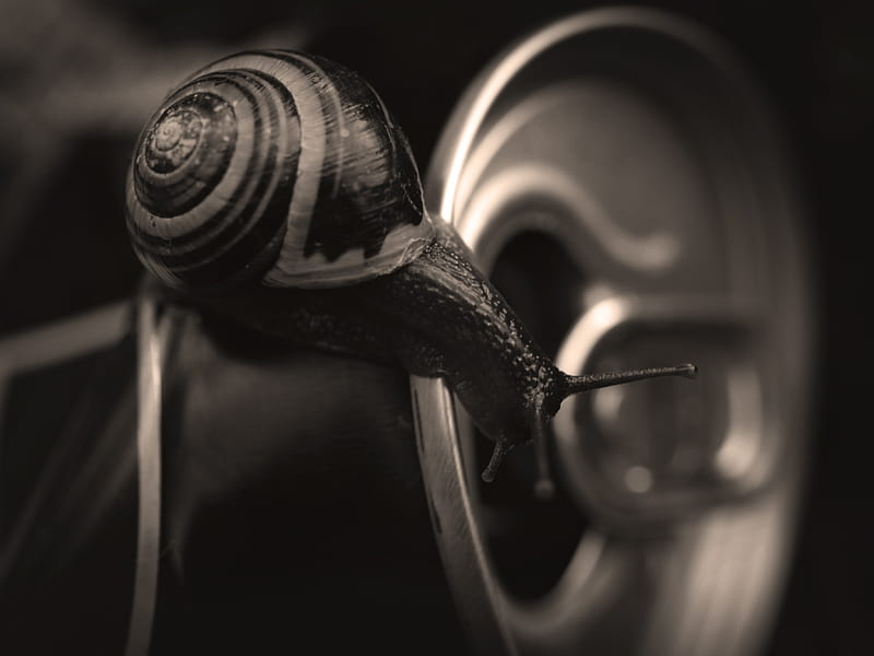 Nature vehicle, Mollusks, Gastroods, Snails, Cans, HD wallpaper