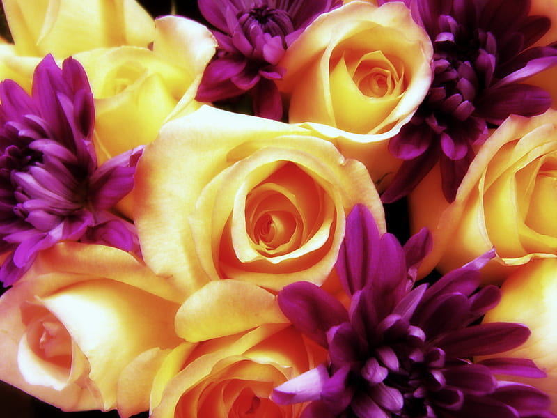 Yellow and Purple Flowers, scarlet, background, yellow, tea, women, lovingly, nice, gold, love, flowers, beauty, homage, celebrated, present, romance, decoration, homenage, golden, abstract, cool, purple, heart, awesome, garden, violet, tribute, hop, fullscreen, red, ambar, bonito, woman, fallen, graphy, blossom, green, amber, pink, amazing, honor, roses, delicacy, dahlias, plants, nature, natural, ornament, scarlat, HD wallpaper