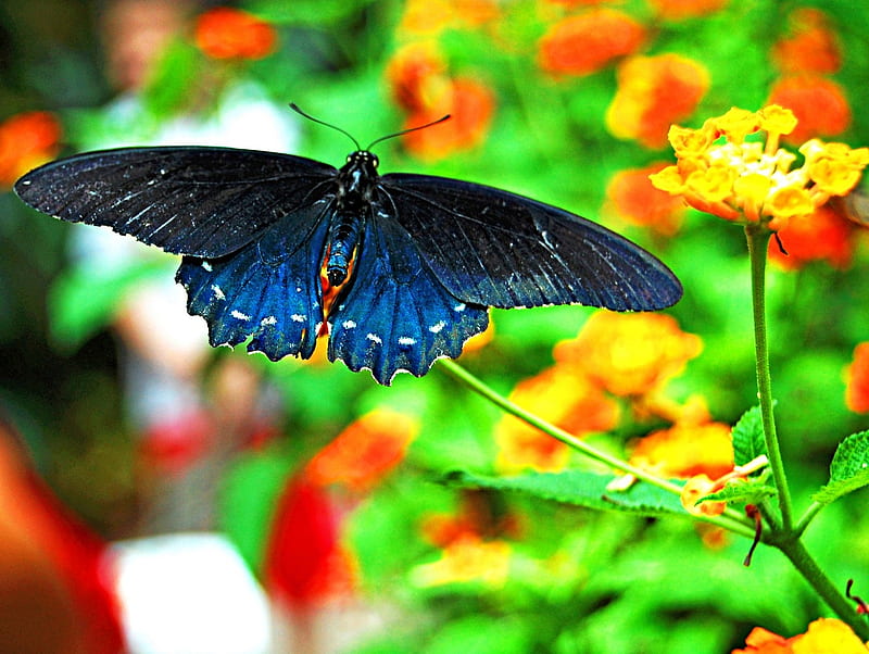 BUTTERFLY, WINGS, COLORS, STEMS, FLOWERS, HD wallpaper | Peakpx