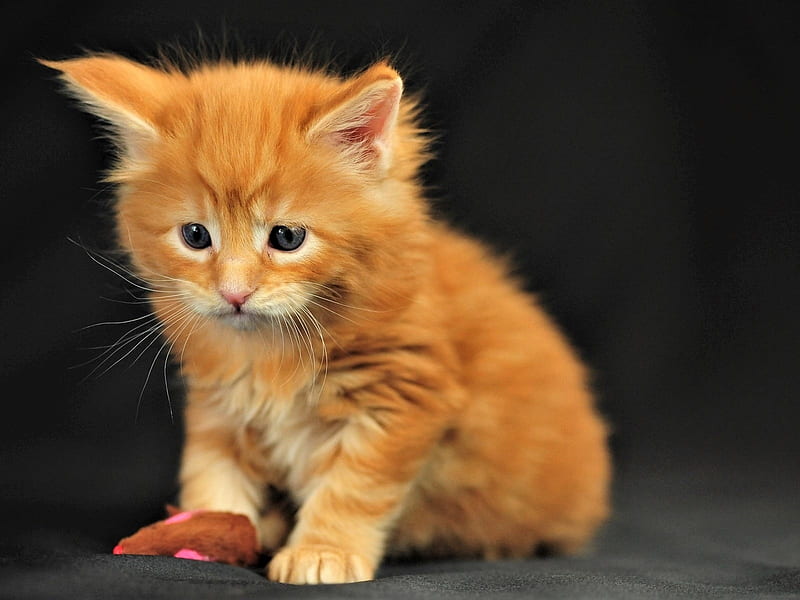 Cute Kitten, animal, pet, look, mustache, cat, kitten, muzzle, HD wallpaper