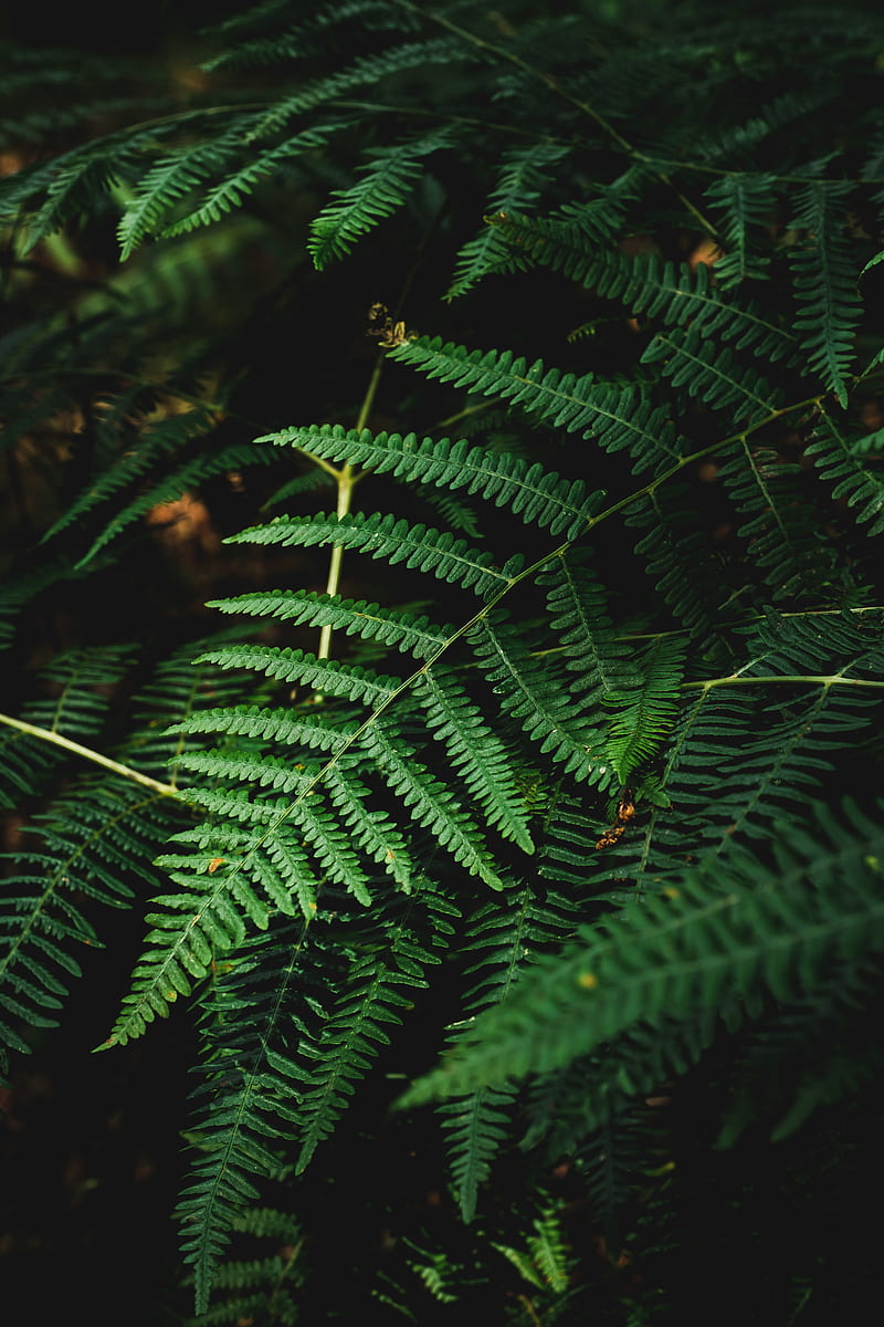 fern, branch, plant, macro, dark, HD phone wallpaper