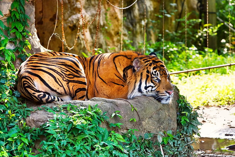 Relaxation time, rocks, tiger, relaxation, time, HD wallpaper