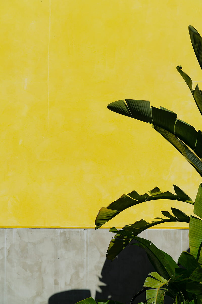 banana palm, leaves, plant, wall, yellow, HD phone wallpaper