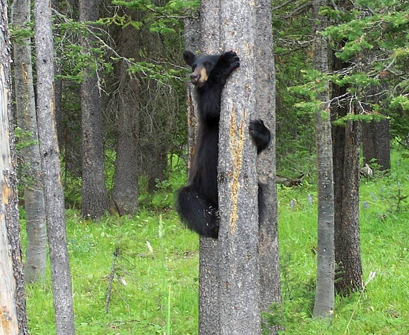 Baby Bear Climbs, forest, black bear, green, grass, cub, climb, trees, HD wallpaper