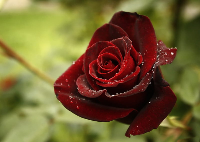 *** Beautiful velvet rose ***, rose, velvet, flower, flowers, nature, bonito, HD wallpaper