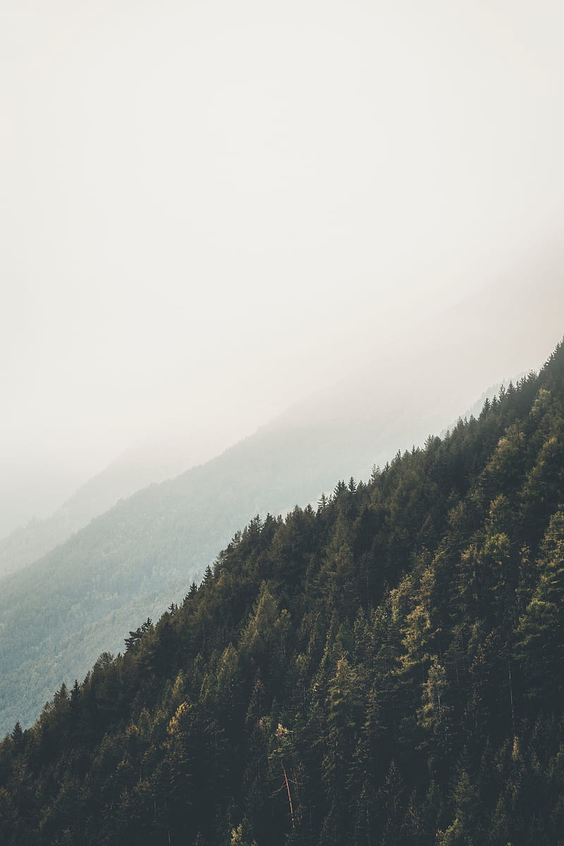 mountains, forest, fog, slopes, landscape, HD phone wallpaper