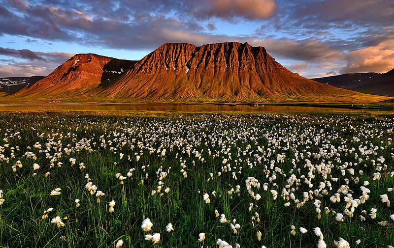Iceland, flowers, water, meadow, mountains, HD wallpaper