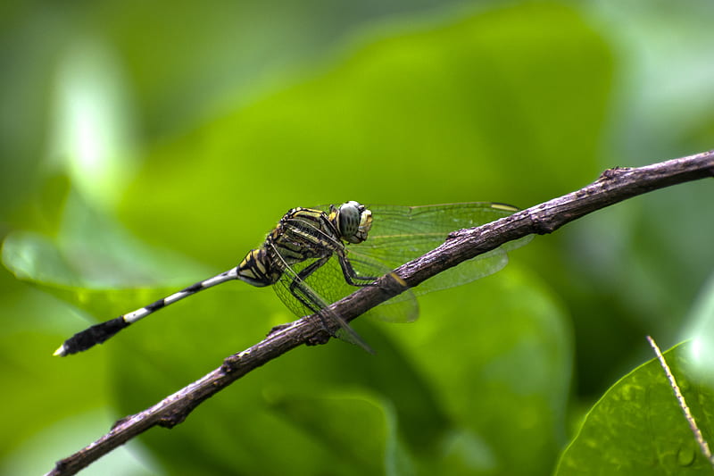 black and white dragonfly perched on brown stem in close up graphy during daytime, HD wallpaper
