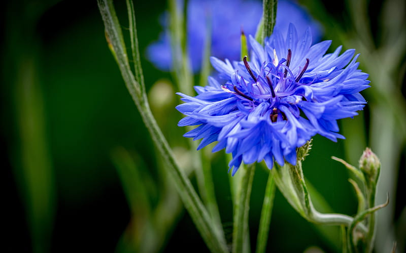 Cornflower, flower, nature, blue, HD wallpaper