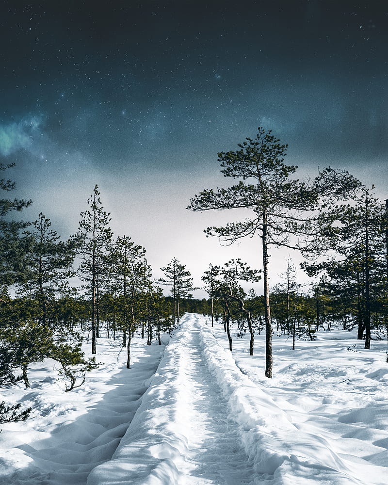 snow, path, trees, forest, sky, winter, HD phone wallpaper