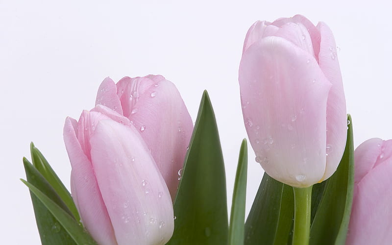 Fresh Cut, fresh, flowers, nature, tulips, pink, HD wallpaper