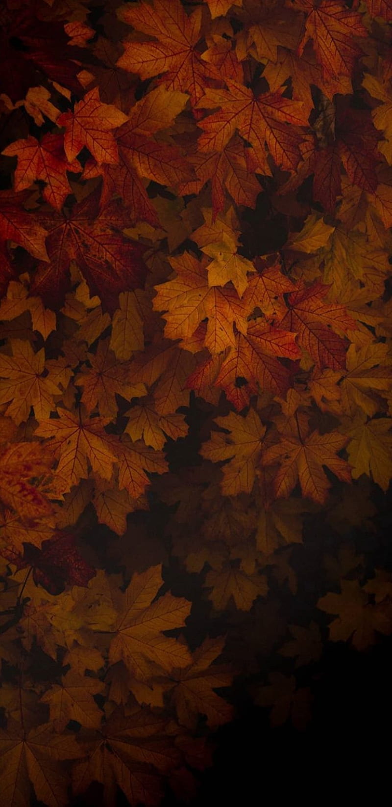 Leaves, autumn, splash, tumblr, fall, nature, scenes, falling, fall scenes, flower, HD phone wallpaper