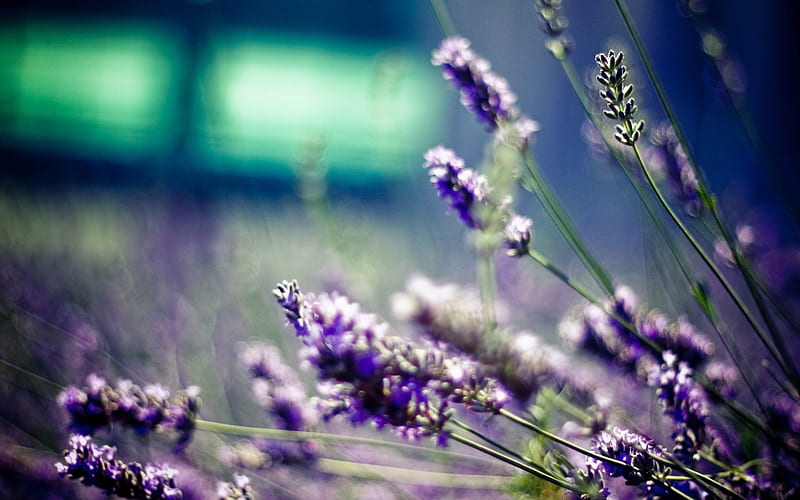 Lavender, blossom, purple, bloom, macro, flower, nature, fragrance, HD wallpaper