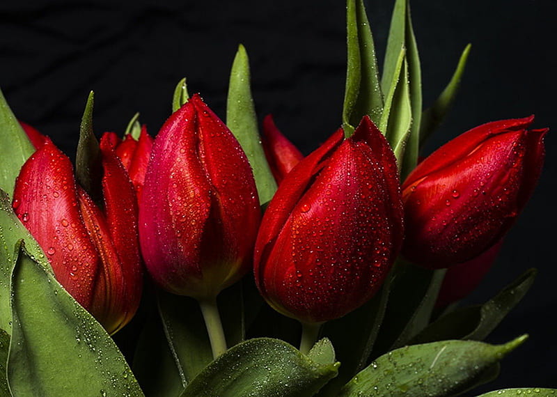 Red Tulips, red, flowers, tulips, tulip, HD wallpaper