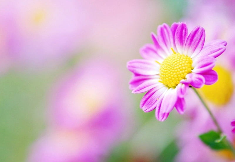Pink daisy, pretty, lovely, bonito, lonely, delicate, nice, flowers, nature, pink, field, daisy, harmony, HD wallpaper