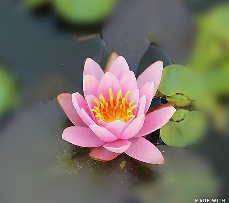 Lilly, lily, water, waterlily, HD wallpaper