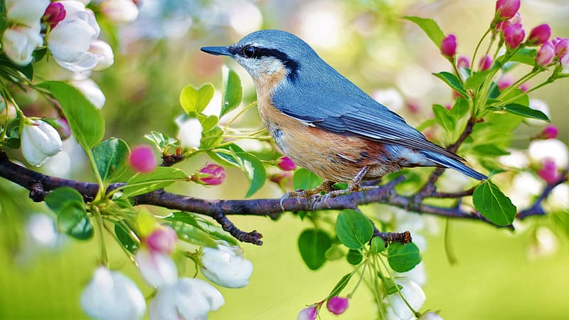 Bird, Branch, Animal, Spring, Nuthatch, Red Breasted Nuthatch, HD wallpaper