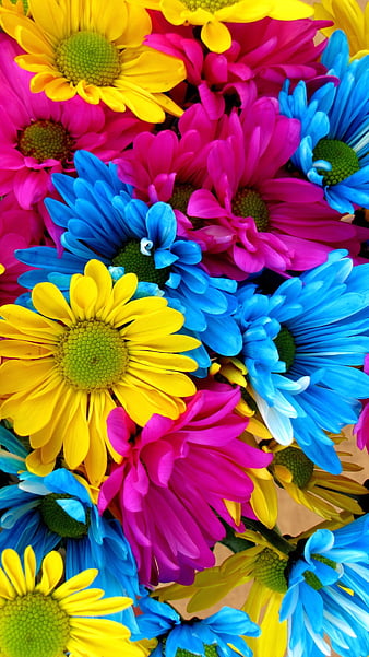Daisies, colorful, daisy, flowers, HD phone wallpaper | Peakpx