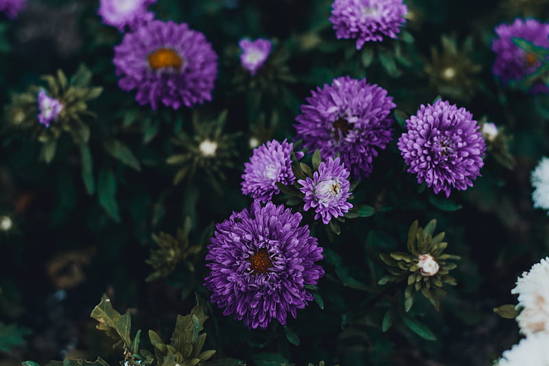 purple asters, petals, flowerbed, blurry, Flowers, HD wallpaper