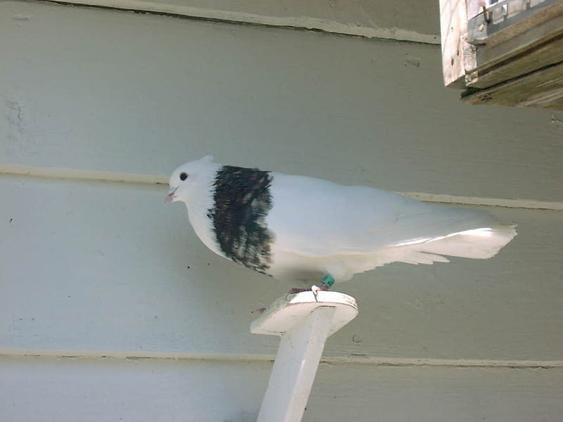 Pigeon, nice, dove necklace, dove, bonito, HD wallpaper