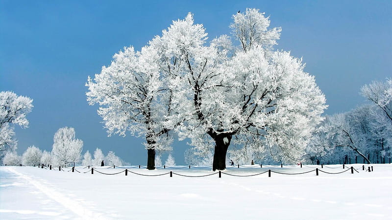white tree-winter snow theme, HD wallpaper