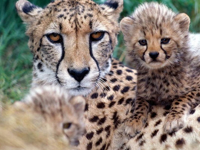 Cheetah and her cub, cub, cheetah, grass, HD wallpaper | Peakpx