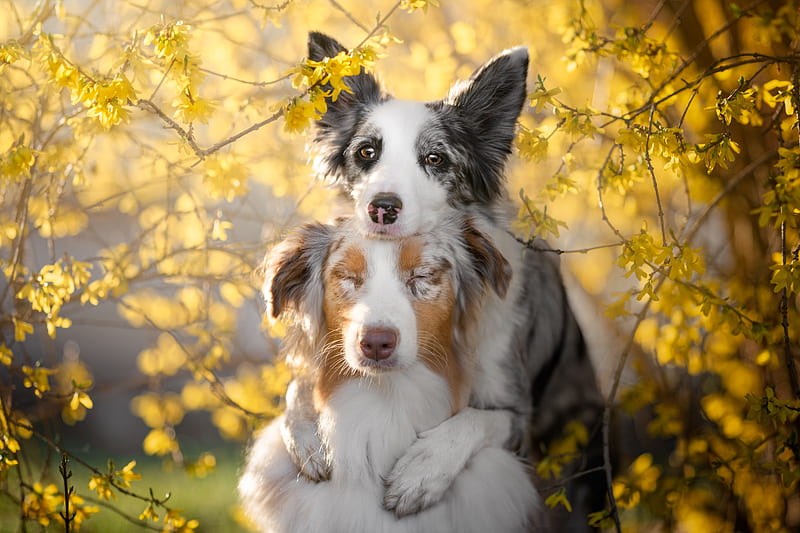 Dogs, Dog, Australian Shepherd, Border Collie, HD wallpaper | Peakpx