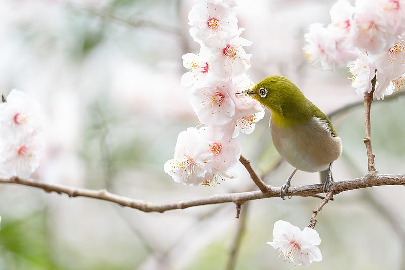 Birds, Japanese white-eye, Bird, Blossom, Flower, Japanese White-Eye, Passerine, Wildlife, HD wallpaper